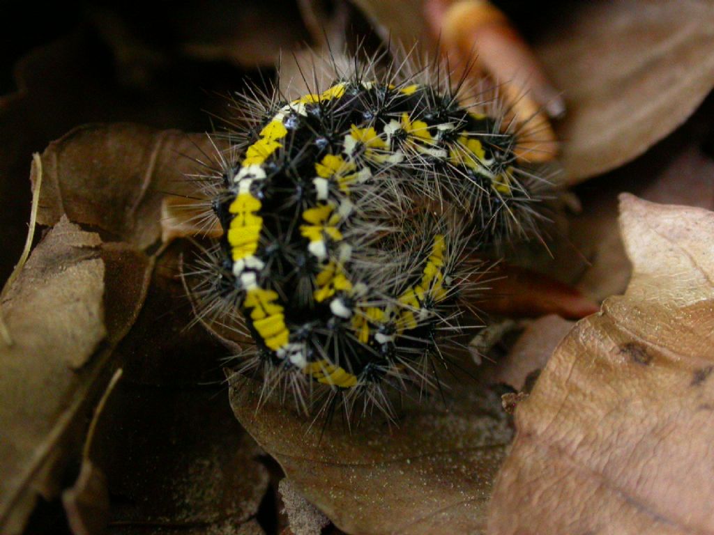 Callimorpha dominula larva